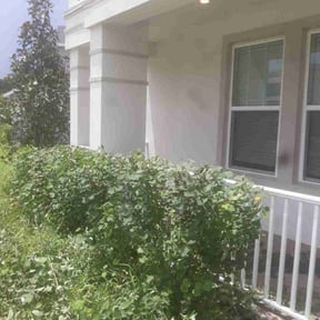 Bush Trimming by ASB LAWN MODIFICATION reviewed on August 16, 2025