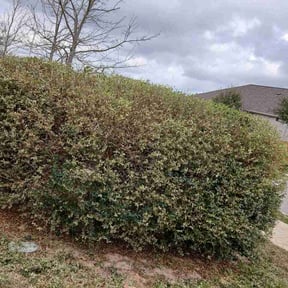Bush Trimming by Two Lawns One Cut reviewed on March 2, 2026