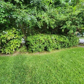 Bush Trimming by Jenkins Lawn Care &amp; Pressure washing LLC reviewed on November 20, 2025
