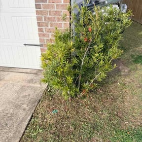 Bush Trimming by GreenFingers reviewed on March 23, 2026