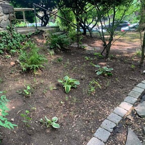 Leaf Removal by Yard Yuppie reviewed on September 20, 2025