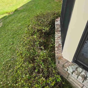 Bush Trimming by Patriot’s Property Services LLC reviewed on August 18, 2026