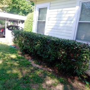 Bush Trimming by Ortega lawn services LL reviewed on August 17, 2025