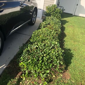 Bush Trimming by Zombie cutting team reviewed on August 21, 2025