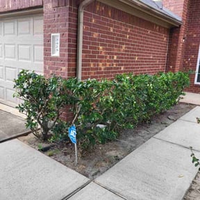 Bush Trimming by Family Ties Lawn guys reviewed on October 20, 2025