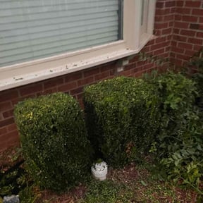 Bush Trimming by Mount Zion Landscaping and Maintenance reviewed on August 21, 2025