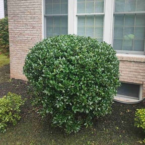 Bush Trimming by Text 2 Cut Lawn Care LLC reviewed on August 17, 2025