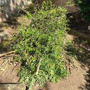 Bush Trimming by Jones Lawn Care reviewed on August 15, 2025