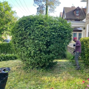 Bush Trimming by Kansas cut reviewed on August 20, 2025