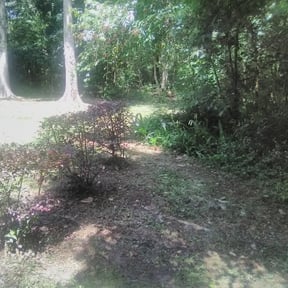 Bush Trimming by TH lawncare reviewed on August 18, 2025