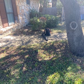 Bush Trimming by Sliced Lawn Care LLC reviewed on June 25, 2023