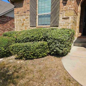 Bush Trimming by Florida Boyz Services reviewed on August 13, 2024