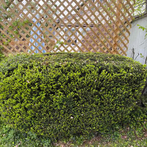 Bush Trimming by DaliaRosa reviewed on April 30, 2026