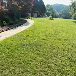 turf maintenance by Livery Services LTD, llc reviewed on August 17, 2025