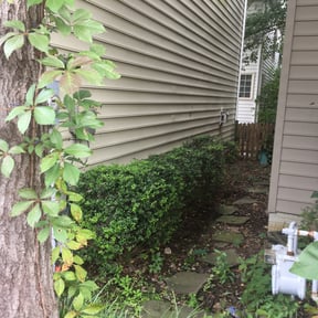 Bush Trimming by Local Green Lawn Care LLC reviewed on August 16, 2025