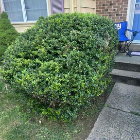 Bush Trimming by Sarmientos Landscaping reviewed on December 4, 2024