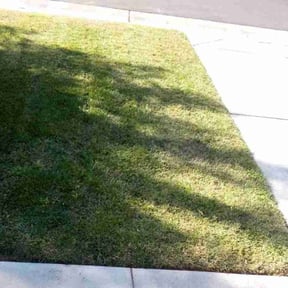 Bush Trimming by Morris Landscaping Services reviewed on August 21, 2025