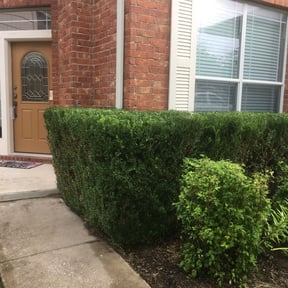Bush Trimming by Paul Landis Dba Pro Turf Landscape and Lawn care reviewed on August 17, 2025