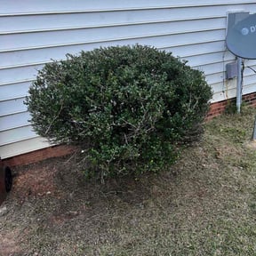Bush Trimming by B&C ECO SERVICES reviewed on August 18, 2025
