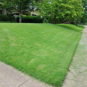 yard maintenance by TEES SOLUTION reviewed on August 19, 2025