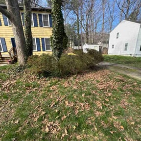 Bush Trimming by Stepney Lawn Care reviewed on March 20, 2026