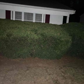 Bush Trimming by Edgar Yanez Services reviewed on October 21, 2025