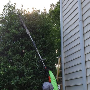 Bush Trimming by real lawn service reviewed on August 19, 2025