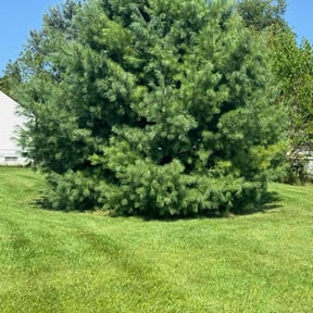 yard care by Muirwoods Lawn care reviewed on August 18, 2025