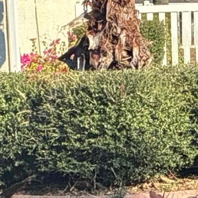 Bush Trimming by C.A. Lawnservices reviewed on January 1, 2026