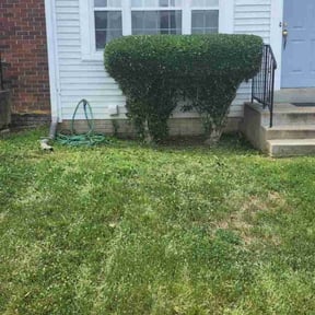 Bush Trimming by Ivan Yard Man Lawn Service reviewed on August 20, 2025