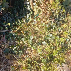 Bush Trimming by NMH Renovations&amp;landscaping LLC reviewed on April 23, 2024