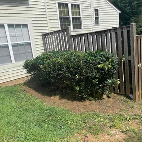Bush Trimming by Pro Cut’s Landscaping reviewed on August 20, 2026