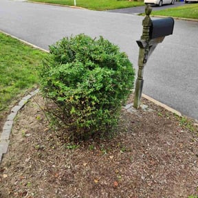 Bush Trimming by GUTI’S LANDSCAPING LLC reviewed on August 18, 2025