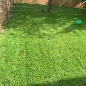 turf maintenance by Lawn care treatment reviewed on May 14, 2024