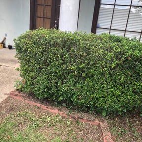 Bush Trimming by James Voll reviewed on August 17, 2025