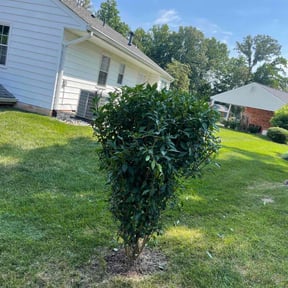 Bush Trimming by pnp concrete reviewed on August 19, 2025
