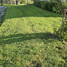 yard care by The Lawn Cypress reviewed on August 20, 2025