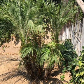 Bush Trimming by D & L Property Management reviewed on August 16, 2025