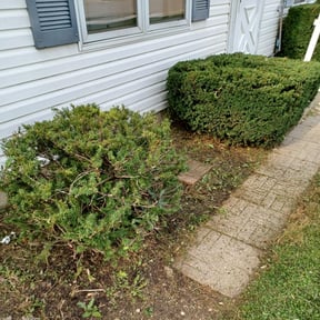 Bush Trimming by Lonestar Mowing reviewed on August 20, 2025