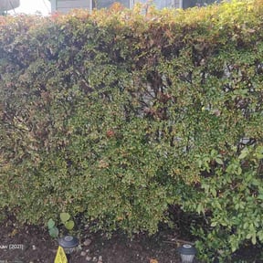 Bush Trimming by Sunny Carolina lawncare services llc reviewed on October 21, 2025