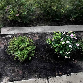 Flower Bed Weeding by Las Tortugas LLC reviewed on August 25, 2026