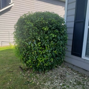 Bush Trimming by Williamson's Lawn Care and Service reviewed on August 20, 2025