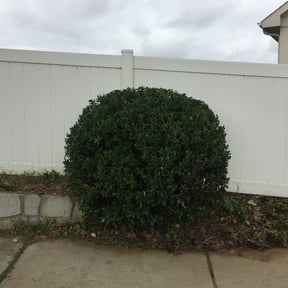 Bush Trimming by JS landscaping reviewed on August 17, 2025