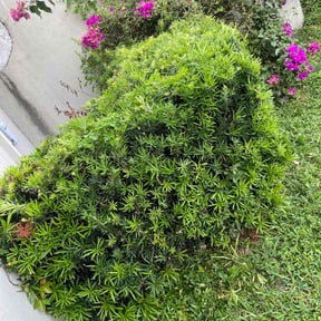 Bush Trimming by Country Cuts reviewed on August 18, 2025