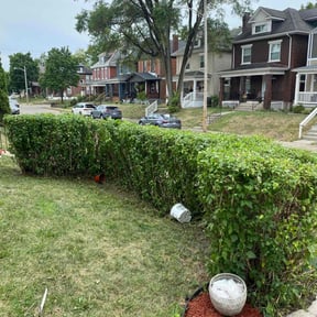 Bush Trimming by Jc landscaping reviewed on August 15, 2025