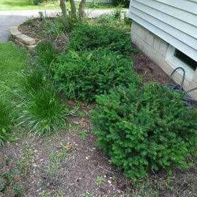 Bush Trimming by J&A Affordable Landscape reviewed on August 16, 2025