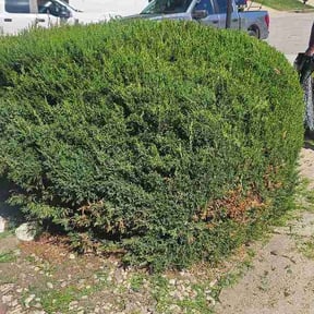 Bush Trimming by Gordons lawn car reviewed on April 23, 2026