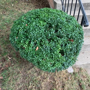 Bush Trimming by The lawn Service,LLC reviewed on August 21, 2025