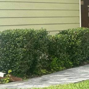 Bush Trimming by Mow-4-U reviewed on November 19, 2025