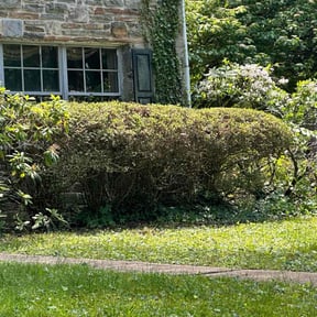Bush Trimming by Clear landscapes llc reviewed on August 18, 2025
